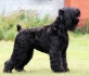 Руски черен Териер (KГБ Териер) -развъдник за кучета WWW.DOGKENNELBG.COM продава кученца внос от Русия-Молдова, от родословно потекло, с...