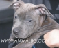Американски СТАФОРШИРСКИ Териер -развъдник за кучета WWW.DOGKENNELBG.COM продава кученца с различни цветове, "Ред Нос" и "Блу...
