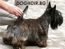 мини породa Скоч Териер (Шотландски дългокосмест Териер) -развъдник за кучета WWW.DOGKENNELBG.COM продава кученца внос от Унгария, цвят бял и...