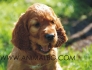 Сетер Ирландски -развъдник за кучета WWW.DOGKENNELBG.COM продава кученца внос от Сърбия, от родословно потекло, с татуировка, Евро-паспорт,...