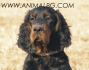 ГОРДЪН СЕТЕР (Шотлански Сетер) -развъдник за кучета WWW.DOGKENNELBG.COM продава кученца внос от Сърбия, от родословно потекло, с татуировка,...