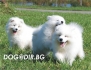 САМОЕД -развъдник за кучета WWW.DOGKENNELBG.COM продава кученца внос от Русия-Молдова, от родословно потекло, с татуировка, Евро-паспорт,...