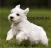 мини порода Силихейм Териер -развъдник за кучета WWW.DOGKENNELBG.COM продава кученца на 65 дни внос от Сърбия, от родословно потекло, с татуировка,...