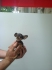 Супер джобно кученце - Мини пинчер
