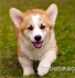 Уелско Корги Кардиган -развъдник за кучета WWW.DOGKENNELBG.COM продава кученца внос от Унгария, от родословно потекло, с татуировка, Евро-паспорт,...