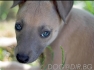 Уипет МИНИ Хрътка (малка Английска Хрътка, тегло в зряла възраст около 9кг.) -развъдник WWW.DOGKENNELBG.COM продава кученца на 2,5 мес. внос от...