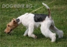 ФоксТериер острокосмест (дългокосмест) -развъдник за кучета WWW.DOGKENNELBG.COM продава кученца внос от Сърбия, от родословно потекло, с...