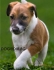 ловен ФоксТериер гладкокосмест (късокосмест) -развъдник за кучета WWW.DOGKENNELBG.COM продава кученца на 2 мес. внос от Сърбия, от родословно...
