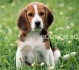 ФоксХаунд Хрътка Американски за ЛОВ -развъдник WWW.DOGKENNELBG.COM продава кученца на 80 дни внос от Сърбия, от родословно потекло, с татуировка,...
