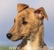 Ловна Хрътка Унгарска Газела -развъдник за кучета WWW.DOGKENNELBG.COM продава кученца на 60 дни внос от Унгария, от родословно потекло, с...
