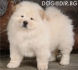Бяло ЧАУ ЧАУ с рядко срещана окраска ''cream'' -развъдник за кучета WWW.DOGKENNELBG.COM продава кученца на 46 дни, внос от Русия-Молдова, от...
