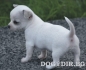 ЧИ ХУА ХУА (височина до 23см. в зряла възраст) -развъдник за кучета WWW.DOGKENNELBG.COM продава КъсоКосмести ЧиХуаХуа кученца на 50дни внос от...