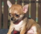 супер миниатюрно ЧИ ХУА ХУА късокосместо (Джудже-тегло в зряла възраст 1,5 кг., височина под 20см.) -развъдник за кучета WWW.DOGKENNELBG.COM...