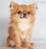 ЧИ ХУА ХУА дългокосмести (МИНИ, височина в зряла възраст до 20см., тегло 1,5кг.) -развъдник за кучета WWW.DOGKENNELBG.COM продава кученца ЧиХуаХуа...