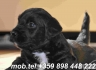 Миниатюрен Чехски Териер дългокосмест -развъдник за кучета WWW.DOGKENNELBG.COM продава кученца на 75дни внос от Чехия, от родословно потекло, с...