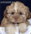 мини - мини - ШИ ТЦУ (миниатюрна порода Джудже-тегло в зряла възраст 2-3кг.) -развъдник за кучета WWW.DOGKENNELBG.COM продава кученца внос от...
