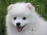 ШПИЦ Японски с цвят бял (тегло в зряла възраст 8-12кг.) -развъдник за кучета WWW.DOGKENNELBG.COM продава кученца на 2 мес. внос от Словакия, от...