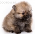 Померански ШПИЦ  Джудже-играчка (тегло в зряла възраст максимум до 2,5кг.) -развъдник за кучета WWW.DOGKENNELBG.COM продава кученца на 60 дни внос...