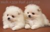 Шпиц миниатюрен Италиански - Волпино Италиано (тегло в зряла възраст най-много 4кг.) -развъдник WWW.DOGKENNELBG.COM продава малки кученца внос от...