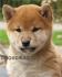 мини ШИБА ИНУ - мини - мини Японска порода (тегло в зряла възраст 8-10кг. и височина около 34см. -развъдник за кучета WWW.DOGKENNELBG.COM продава...