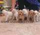 Английски КОКЕР Шпаньол -развъдник WWW.DOGKENNELBG.COM продава обезпаразитени кученца с паспорт, със разнообразни окраски. Родителите на кученцата...