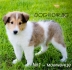 КОЛИ Дългокосместо Шотланско -развъдник WWW.DOGKENNELBG.COM продава малки кученца обезпаразитени, с паспорт. ЛАСИ е истински приятел на децата, на...