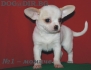 ЧИ ХУА ХУА с височина около 23см -развъдник WWW.DOGKENNELBG.COM продава късокосмести ЧиХуаХуа малки кученца, обезпаразитени, с паспорт, с различни...