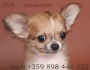 МИНИ дългокосмести ЧИ ХУА ХУА -развъдник WWW.DOGKENNELBG.COM продава ЧиХуаХуа малки кученца, обезпаразитени с паспорт, с различни окраски. Отличен...