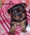 МИНИ Териер Австралийски Силки -развъдник за кучета WWW.DOGKENNELBG.COM продава кученца внос от Унгария, от родословно потекло, с татуировка,...