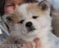 развъдник за АКИТА ИНУ ЯПОНСКА -  WWW.DOGKENNELBG.COM продава кученца на 2 месеца, внос от Словакия, от родословно потекло, с татуировка,...