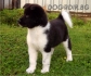 развъдник за АКИТА Американска - WWW.DOGKENNELBG.COM продава кученца внос от Русия-Молдова, от родословно потекло, с татуировка, Евро-паспорт,...
