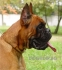 развъдник за БОКСЕР -  WWW.DOGKENNELBG.COM продава кученца на 85дни внос от Унгария, от родословно потекло, с татуировка, Евро-паспорт, имунизации,...