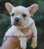 развъдник за БУЛДОГ Френски -  WWW.DOGKENNELBG.COM продава кученца на 85дни внос от Чехия, от родословно потекло, с татуировка, Евро-паспорт,...