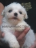 МИНИ болонка Малтийска - мини - мини - МАЛТЕЗЕР "Джудже-ИГРАЧКА'' (тегло в зряла възраст около 2кг.) -развъдник за кучета WWW.DOGKENNELBG.COM...