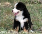 развъдник за Бернска Овчарка Зененхунд (Бернско пастирско куче) - WWW.DOGKENNELBG.COM продава кученца на 2,5 месеца внос от Словакия, от родословно...