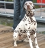 Далматинско Гонче -ДАЛМАТИНЕЦ -развъдник за кучета WWW.DOGKENNELBG.COM продава кученца внос от Унгария, от родословно потекло, с татуировка,...