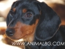 късокосмест ДАКЕЛ стандартен, (гладкокосмест) -развъдник за кучета WWW.DOGKENNELBG.COM продава кученца внос от Словакия, от родословно потекло, с...