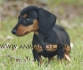 ДАКЕЛ миниатюрен късокосмест (тегло в зряла възраст 3-4кг.) -развъдник за кучета WWW.DOGKENNELBG.COM продава кученца внос от Русия-Молдова, от...