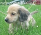 Дакел дългокосмест -мини (тегло в зряла възраст 3-4кг.) -развъдник за кучета WWW.DOGKENNELBG.COM продава кученца внос от Русия-Молдова, от...