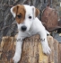 Джак Ръсел Териер грубо-космест -развъдник за кучета WWW.DOGKENNELBG.COM продава кученца внос от Словакия, от родословно потекло, с татуировка,...