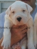 развъдник за ДОГО  АРЖЕНТИНО - WWW.DOGKENNELBG.COM продава кученца на 85дни внос от Унгария, с татуировка, имунизации, Евро-паспорт, родословно...
