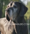 ДОГ Немски -развъдник за кучета WWW.DOGKENNELBG.COM продава кученца внос от Словакия, от родословно потекло, с татуировка, Евро-паспорт,...