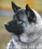 развъдник за EСКИМОСКО Гренландско куче -ЛОВНА порода кучета, използвана също като работно и впрегатно куче, най вече като куче СПАСИТЕЛ --...
