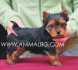 мини Йоркширски Териер  (мини - мини - височина 20см. в зряла възраст и тегло около 2,2 кг.) -развъдник за кучета WWW.DOGKENNELBG.COM продава...