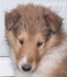 Шотланско КОЛИ Дългокосместо, ЛАСИ -развъдник за кучета WWW.DOGKENNELBG.COM продава кученца на 82 дни внос от Унгария, от родословно потекло, с...