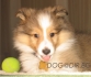 ШЕЛТИ - мини Коли (Шотландска Мини Овчарка) -развъдник за кучета WWW.DOGKENNELBG.COM продава кученца на 82 дни внос от Русия-Молдова, от родословно...