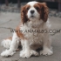 Кавалер Кинг Чарлс Спаньол (миниатюрен размер, тегло в зряла възраст около 5кг., височина 30см.) -развъдник за кучета WWW.DOGKENNELBG.COM продава...