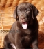 шоколадов ЛАБРАДОР Ретривър (рядко срещана окраска) късокосмест -развъдник за кучета WWW.DOGKENNELBG.COM продава кученца внос от Словакия, от...