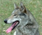 Източно Сибирска ЛАЙКА -развъдник за кучета WWW.DOGKENNELBG.COM продава кученца нa 40 дни внос от Чехия, от родословно потекло, с татуировка,...