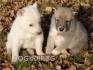 Западно Сибирска ЛАЙКА -развъдник за кучета WWW.DOGKENNELBG.COM продава кученца на 2,5 мес. внос от Чехия, от родословно потекло, с татуировка,...